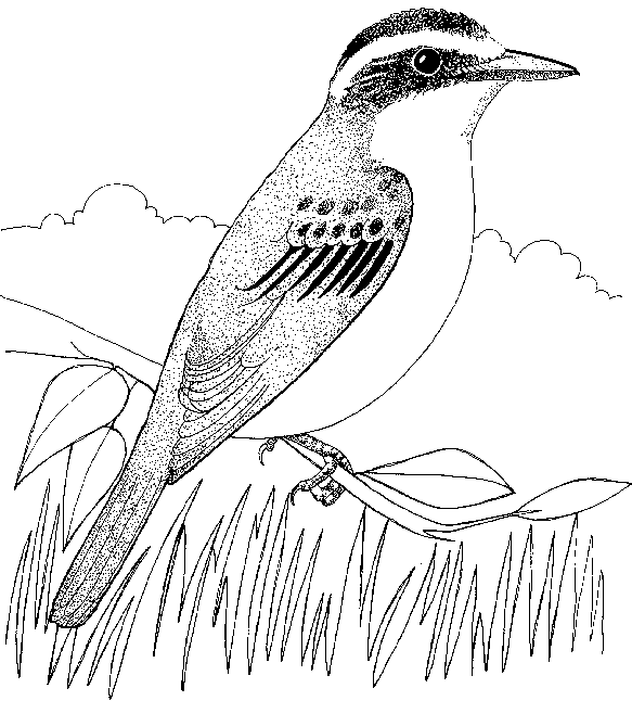 Great Kiskadee